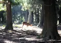 奈良公園の写真_265012