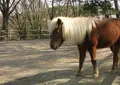 小鳥と小動物の森（アルプス公園内）の写真_26288