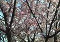 松原公園花時計の写真_58637