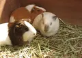 小鳥と小動物の森（アルプス公園内）の写真_131750