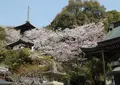切幡寺の写真_158715