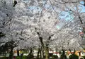 桜の名所の写真_32671