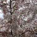 八幡神社から見える 桜並木の写真_72357