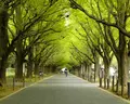 明治神宮外苑いちょう並木の写真_135495