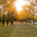 国営昭和記念公園の写真_125541