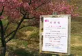 かんざき桜の山桜華園の写真_70687