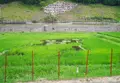 兵庫県豊岡市但東町平田（いっちゃんおっちゃんの蓮池）の写真_189497