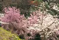 かんざき桜の山桜華園の写真_173169