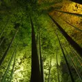 高台寺の写真_10720