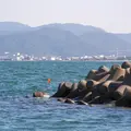 敦賀湾海岸の写真_10827
