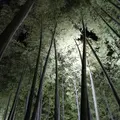 高台寺の写真_11390