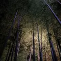 高台寺の写真_12291
