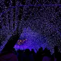 江の島シーキャンドルの写真_127844