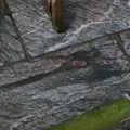 三峯神社の写真_12971