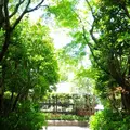 西宮市北山緑化植物園の写真_133685