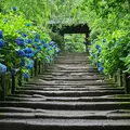 明月院（あじさい寺）の写真_134587