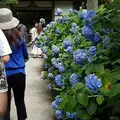 明月院（あじさい寺）の写真_134590