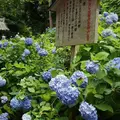 明月院（あじさい寺）の写真_134591