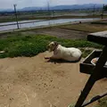 ヨシタベーカリーの写真_15666