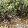 島尻のマングローブ林の写真_160037