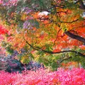 桜丘すみれば自然庭園の写真_170799