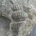 トリゴニア化石採集場の写真_177979