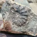 トリゴニア化石採集場の写真_178040