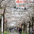 弁天桜の写真_184538