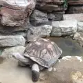 上野動物園の写真_1907