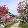 月川温泉の花桃の写真_191841