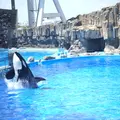 名古屋港水族館の写真_232108