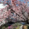 熱海桜の写真_259363