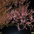 箱根強羅公園の写真_266417