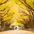 明治神宮外苑いちょう並木の写真_30855