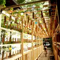 川越氷川神社の写真_3946