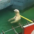 天王寺動物園の写真_39761