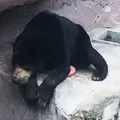 天王寺動物園の写真_39762