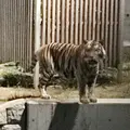 天王寺動物園の写真_40952