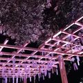川越氷川神社の写真_47222