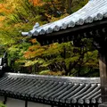 東福寺の写真_58917