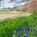 見沼田んぼのフナノの写真_612211