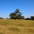 潮岬望楼の芝の写真_6145