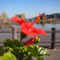 橋杭岩の写真_6160
