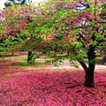 代々木公園の写真_67710