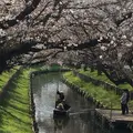 川越氷川神社の写真_70473
