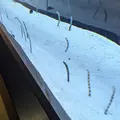 すみだ水族館の写真_714242