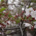 中目黒 桜祭りの写真_71638