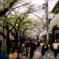 中目黒 桜祭りの写真_71639