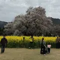 一心行の大桜の写真_72215