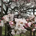 観音桜の写真_72218